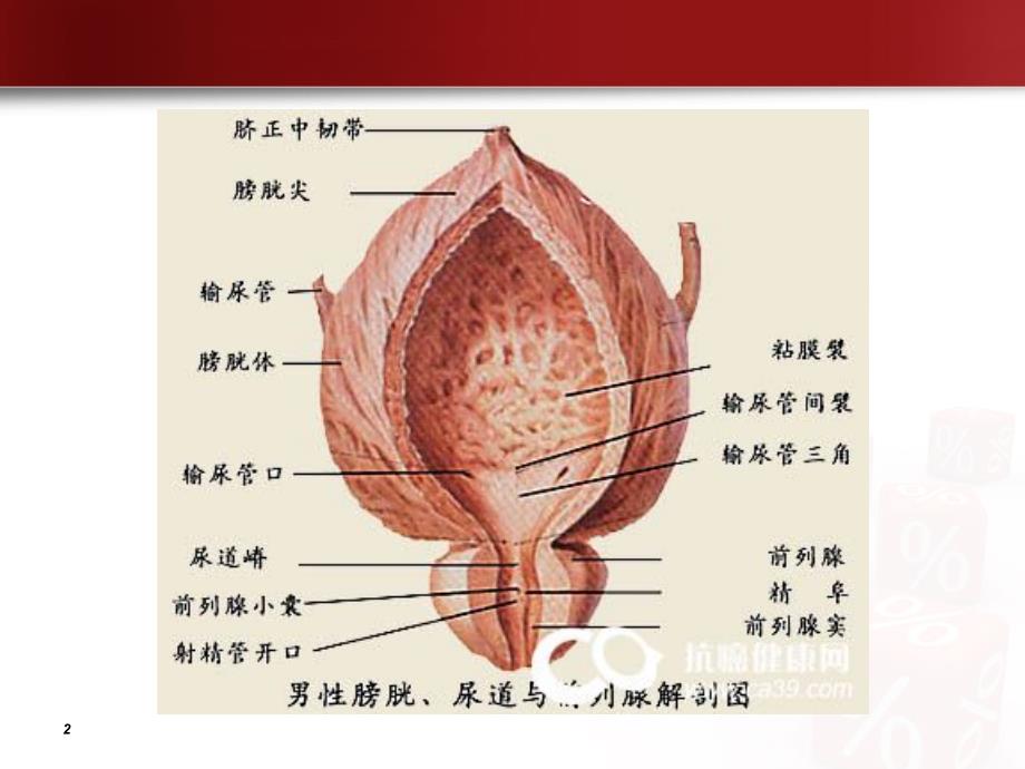 泌尿1：膀胱肿瘤病人护理查房_第2页