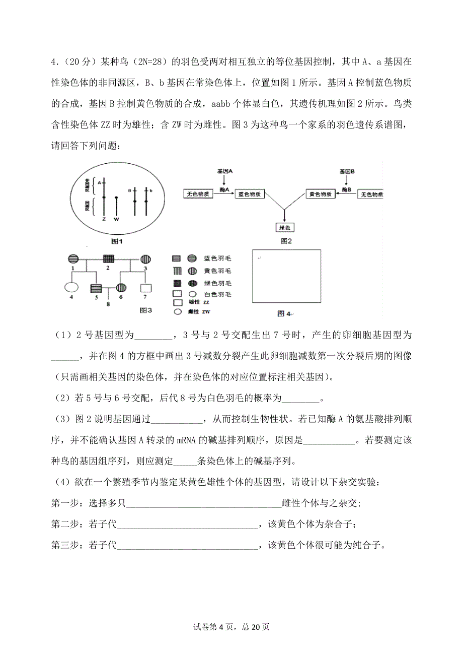 遗传难题拔高大题专训._第4页