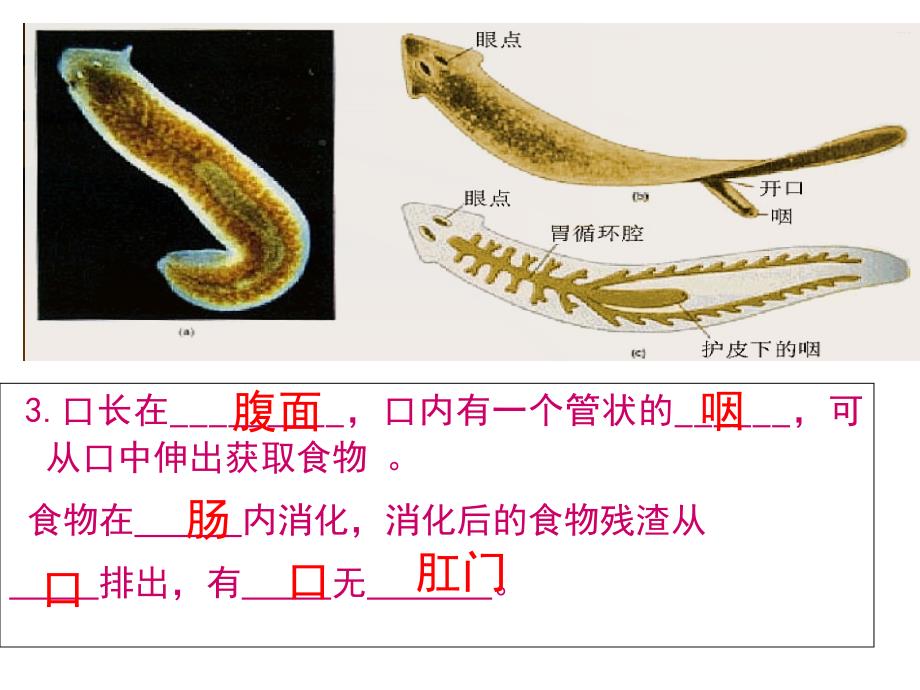 八年级生物上册第一章第一节扁形动物._第4页