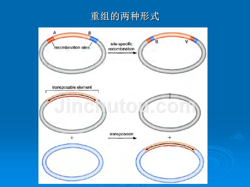 8 第八章__位点特异性重组与dna的转座_第2页