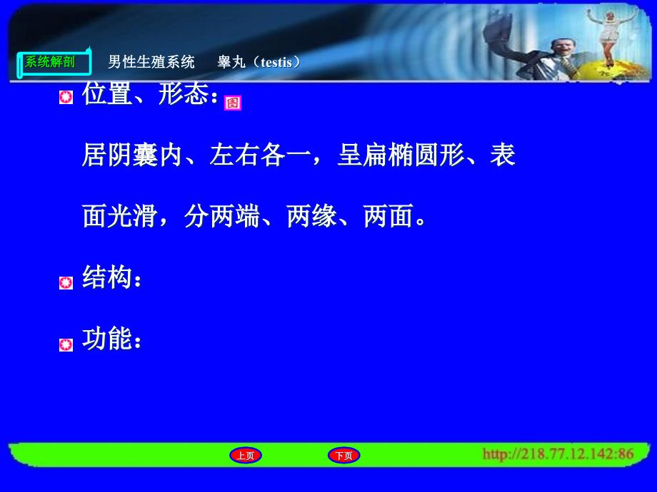 男性生殖系统10.11汇总._第4页