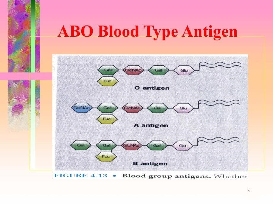 细胞生物学93-4-4第三章B：细胞质膜与穿膜运输课件_第5页