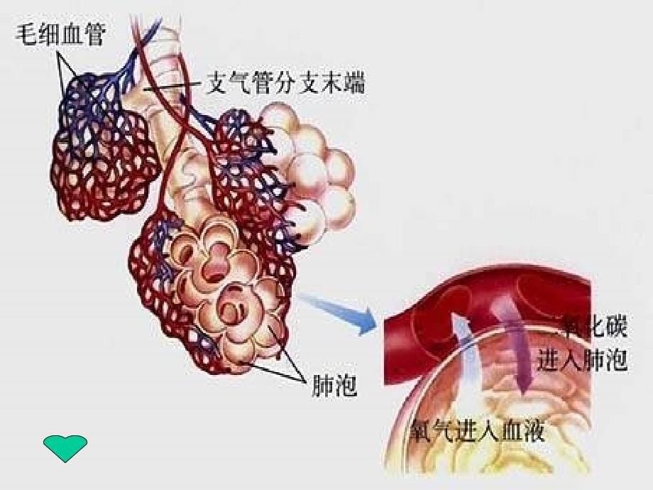 七年级生物发生在肺内的气体交换2._第5页