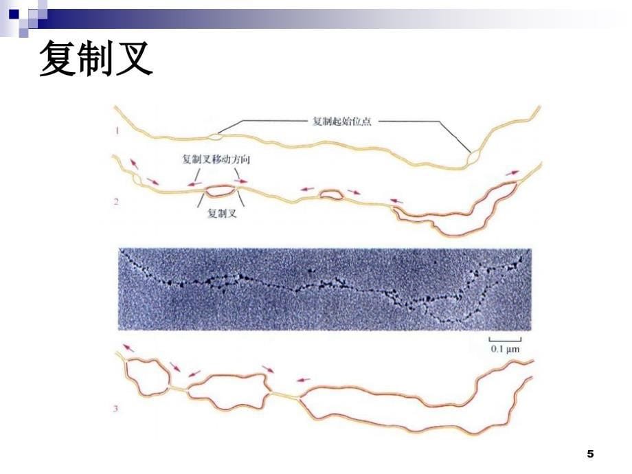 pcr技术及其应用-2014.9_第5页