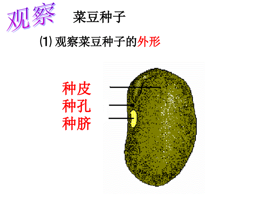 四年级下册科学课件－1.1播撒希望的种子｜湘科版（一起）_第3页