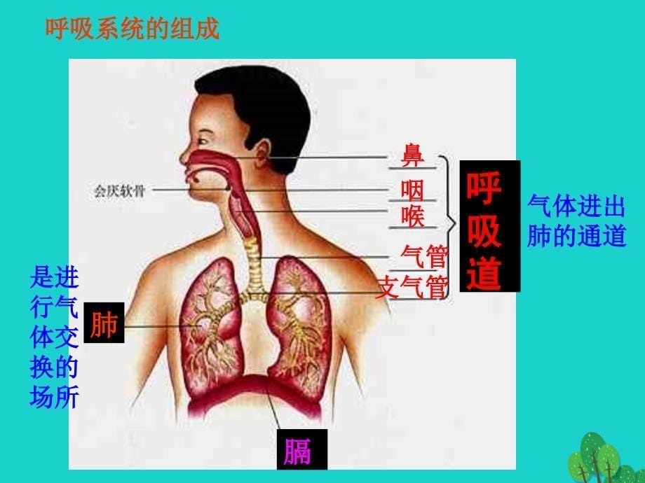 七年级生物下册呼吸道对空气的处理(2)._第5页