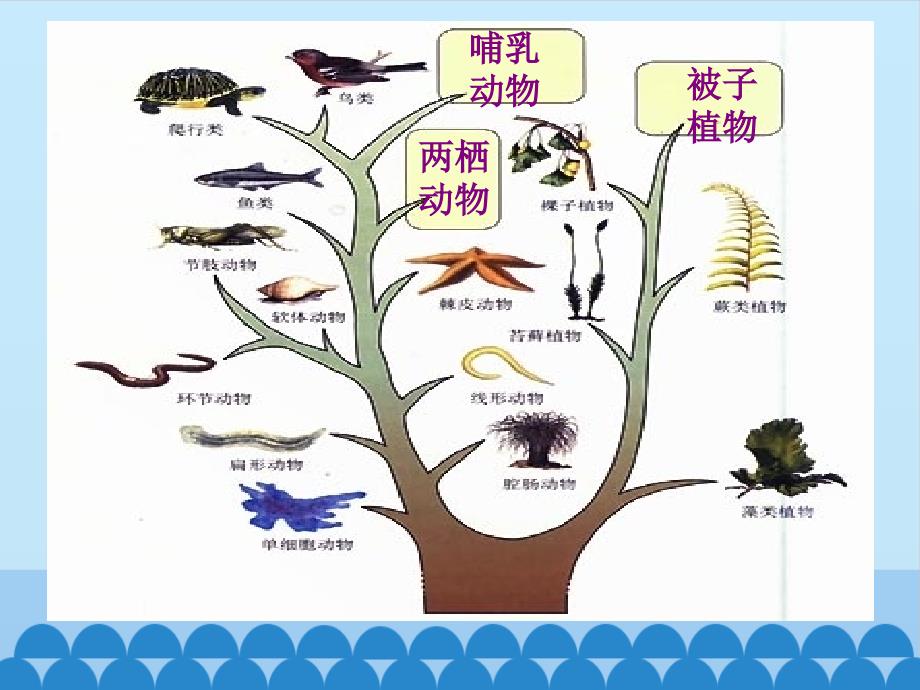 六年级上册科学课件-第三单元《生物的进化》北京课改版 (共12张PPT)_第4页
