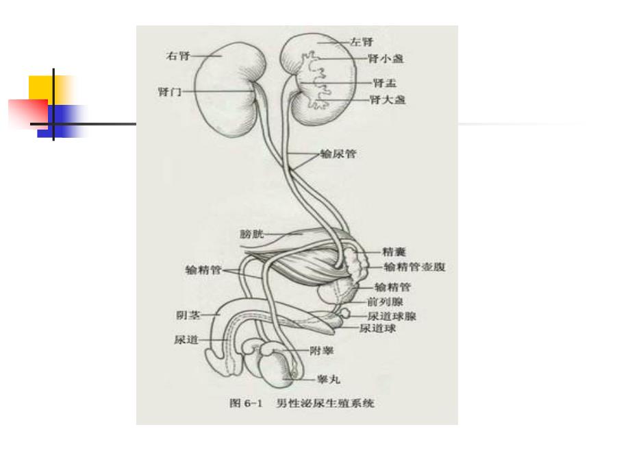 泌尿外科引流管处置及护理6_第4页