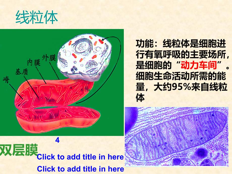 【生物】3.2-细胞器——系统内的分工合作-课件2(人教版必修1)_第4页