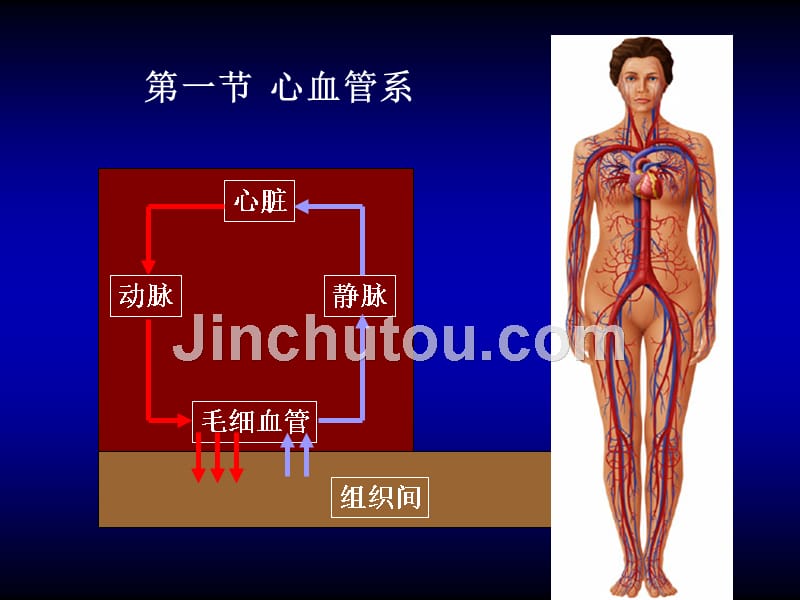 人体构造04-循环系统_第2页