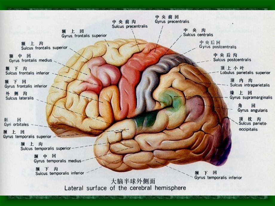 医学课件-头部连续矢状断层解剖及mri_第3页