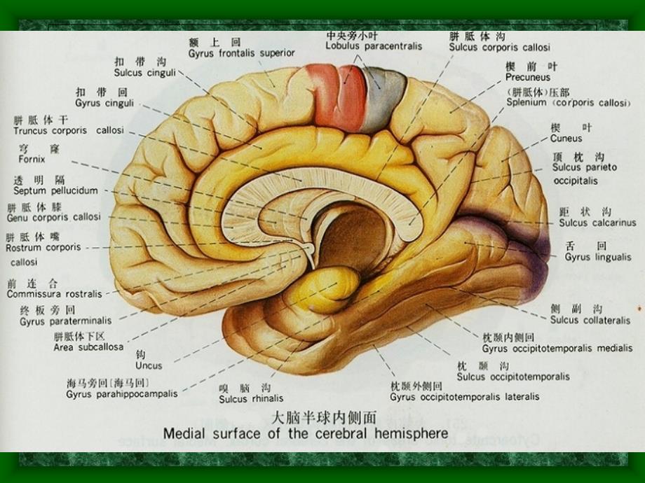 医学课件-头部连续矢状断层解剖及mri_第4页