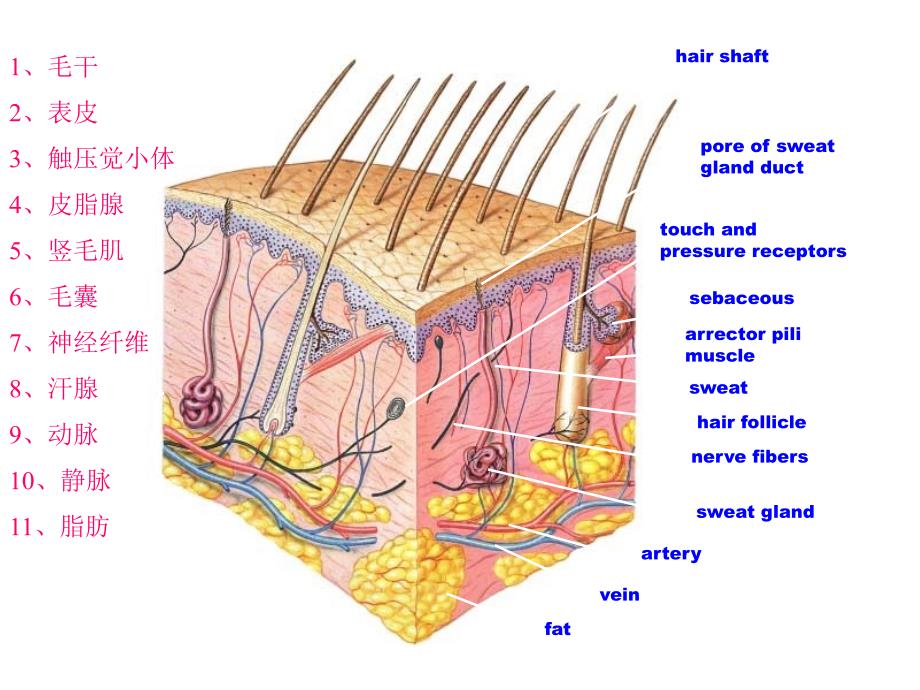 人体解剖生理学皮肤——周雪瑞_第3页