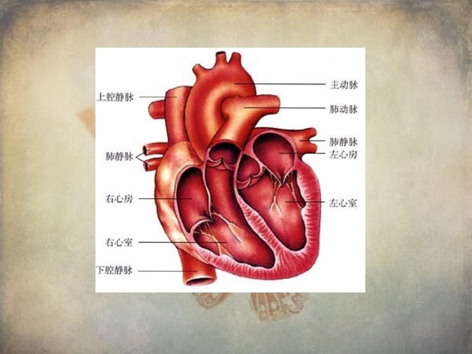 肺动脉闭锁pa小讲课与护理查房_第3页