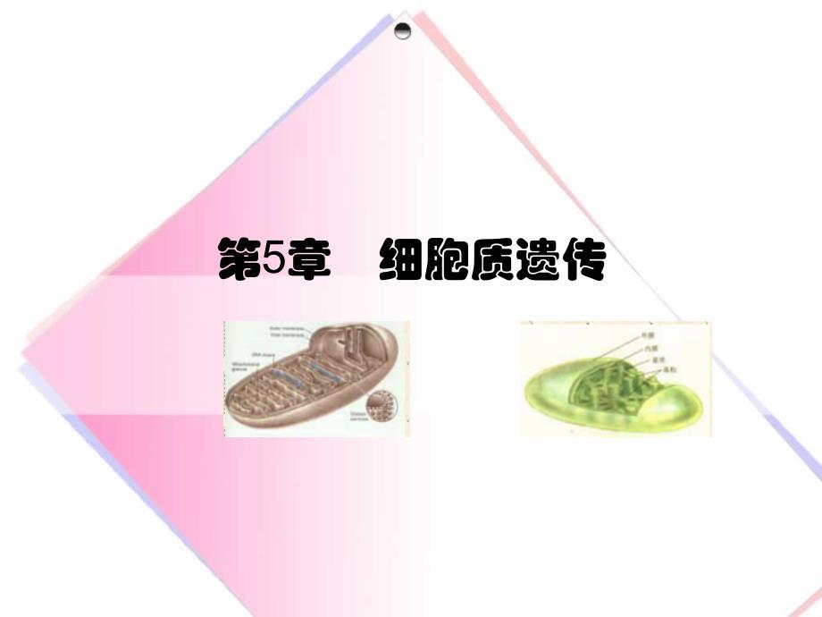 第5章 细胞质遗传_第1页