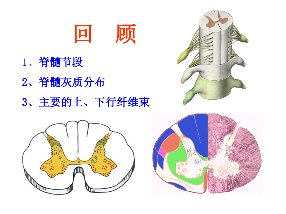 脑干内部结构剖析_第3页