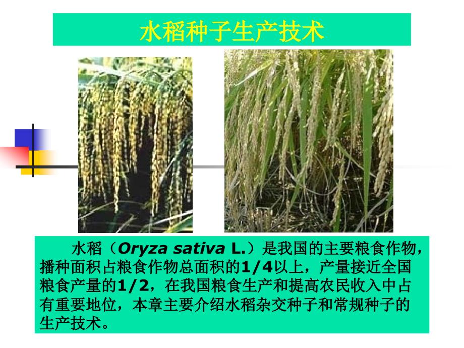 第三章 水稻种子生产技术_第1页
