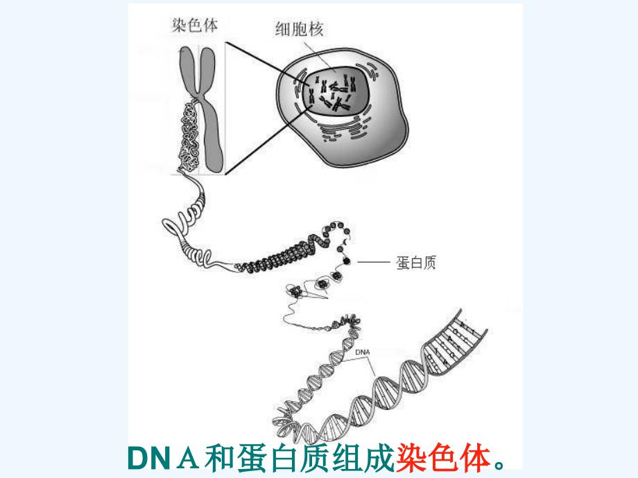 (精品)染色体_第2页