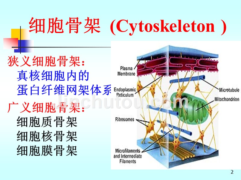 医学细胞生物学ppt第09章-细胞骨架与细胞运动1_第2页