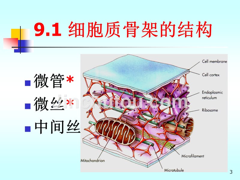 医学细胞生物学ppt第09章-细胞骨架与细胞运动1_第3页