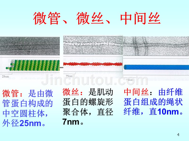 医学细胞生物学ppt第09章-细胞骨架与细胞运动1_第4页