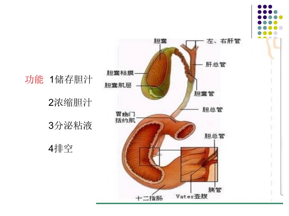 腹腔镜下保胆取石剖析._第3页