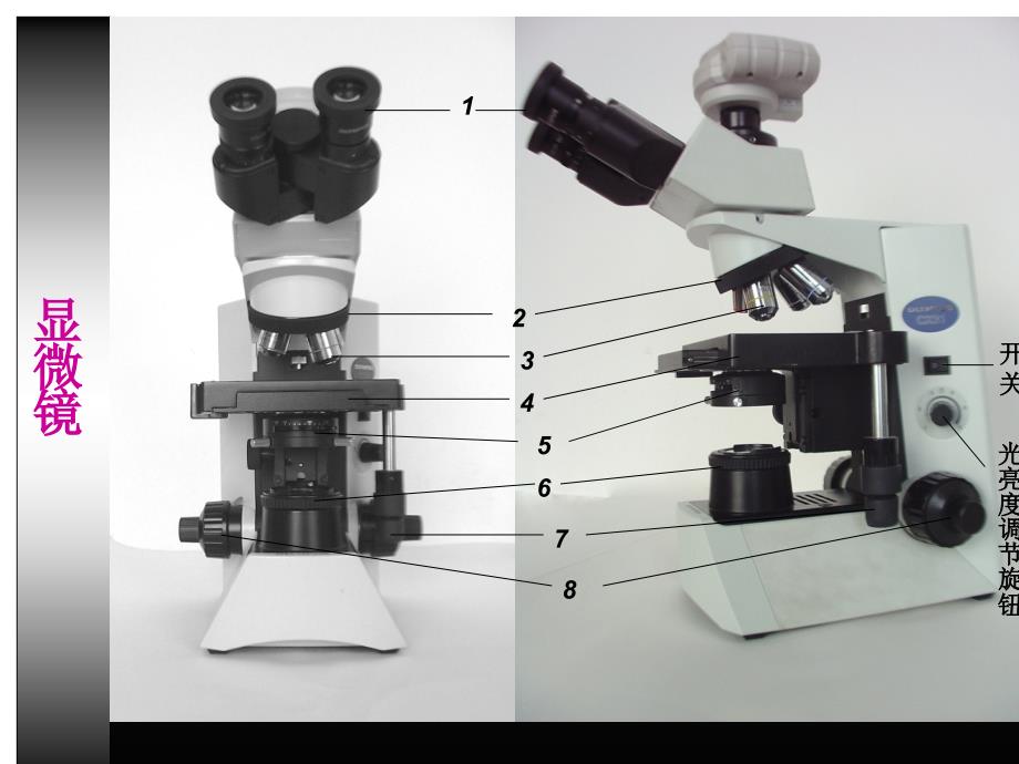 本科显微镜实验_第4页