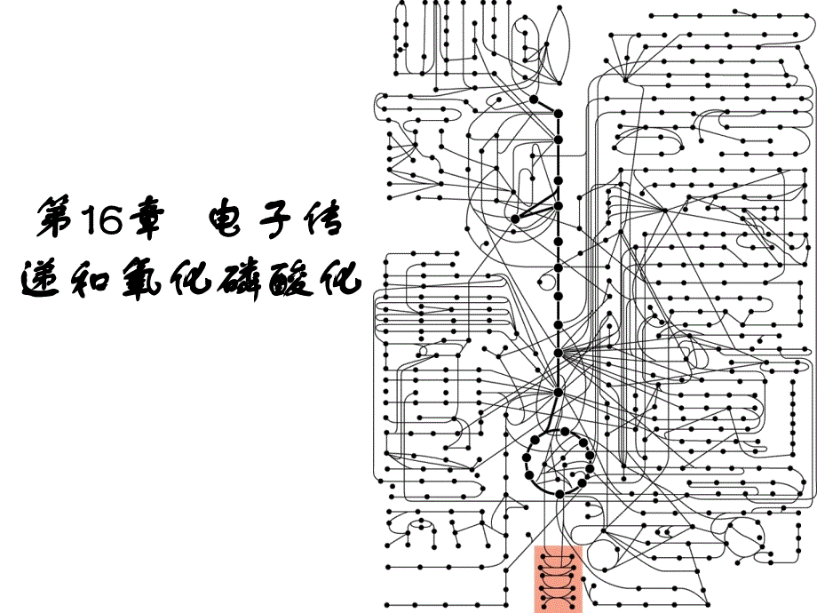 第十六章 电子传递和氧化磷酸化讲解_第1页