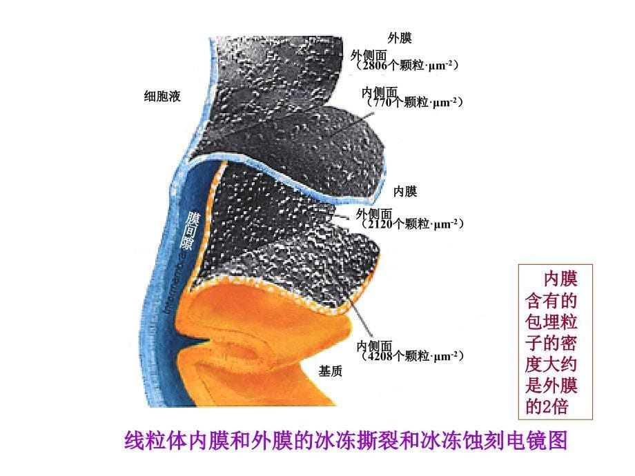 第十六章 电子传递和氧化磷酸化讲解_第5页