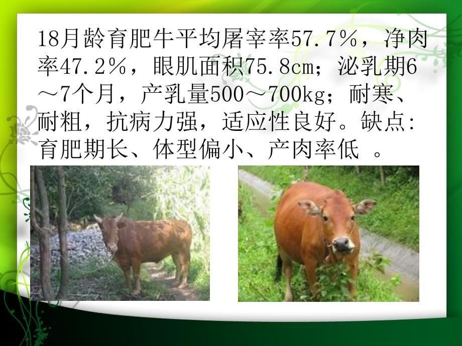 牛的种类辨别_第5页