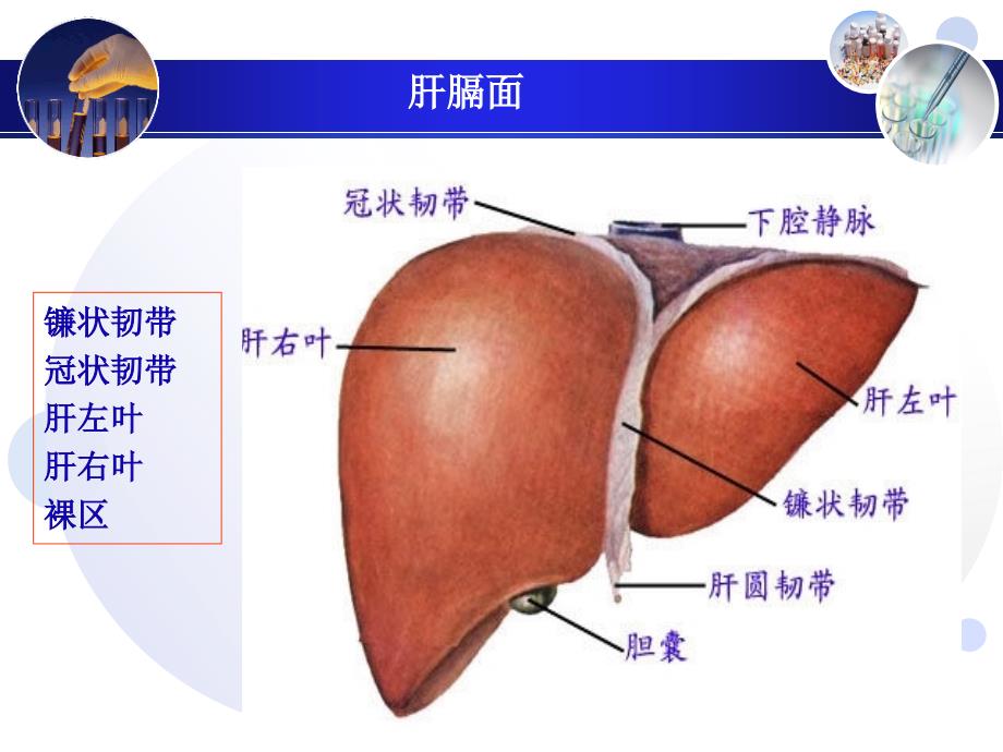 肝超声诊断_第4页