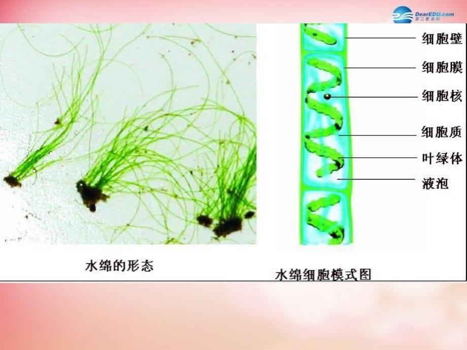 第二单元第一章第一节植物类群课件济南版剖析._第5页