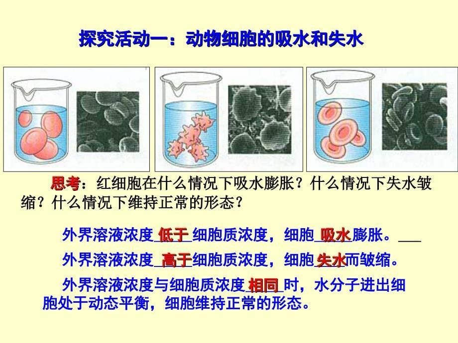 4.1跨膜运输的实例概要_第5页