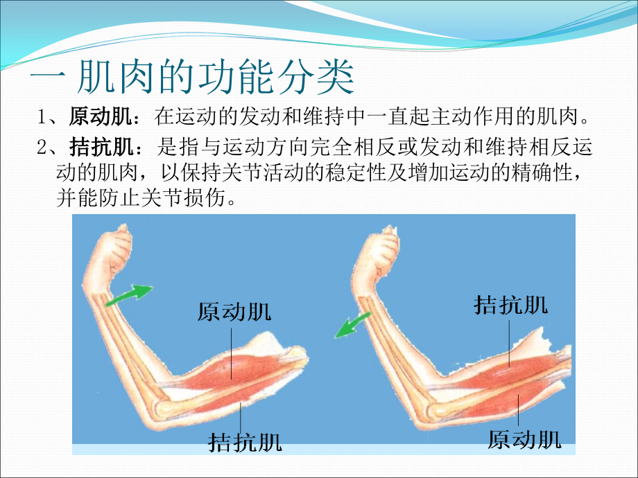 康复评定肌力评定课件_第4页