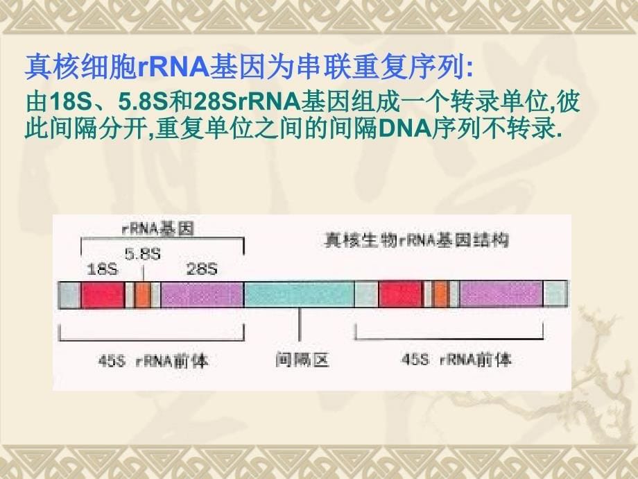 基因扩增与重排_第5页