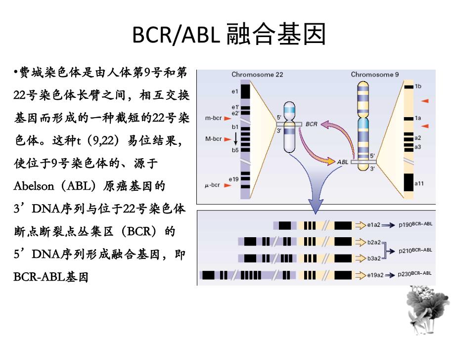 cml概述与格尼可经验分享_第4页