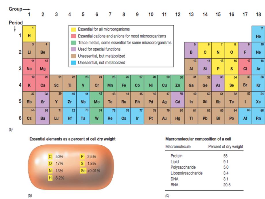 第五章 微生物的营养 (1)_第4页