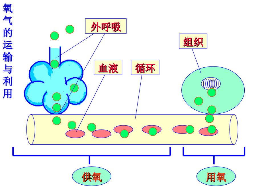 课件-病理生理学-缺氧_第3页