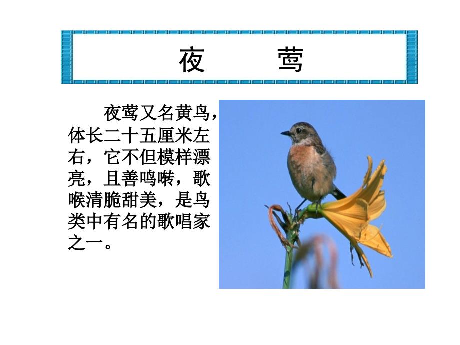 四年级语文下册夜莺的歌声ppt_第3页