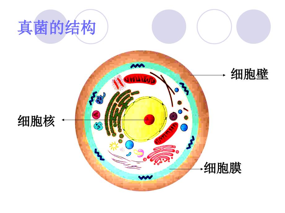 真菌感染药物治疗_第3页