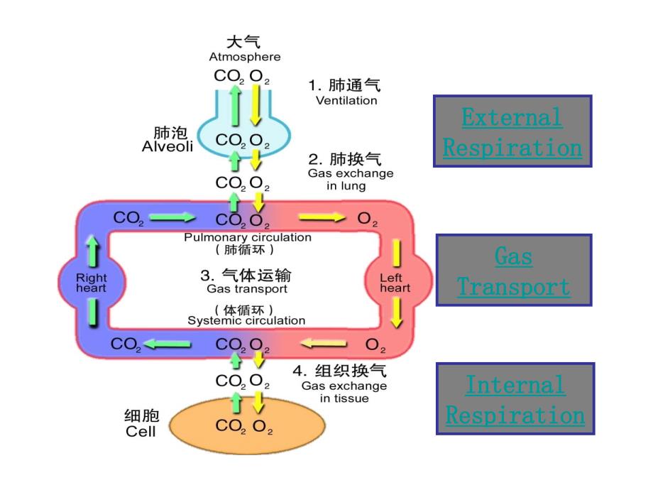 病理生理学_肺功能不全剖析._第3页