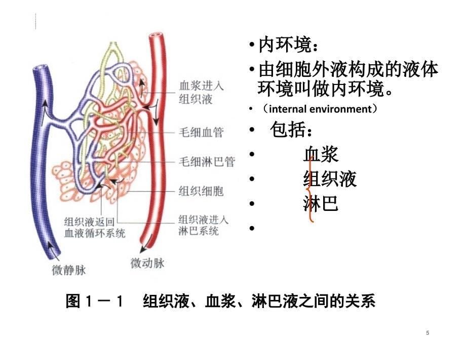 高中生物(人教版)必修3稳态与环境1.1细胞生活的环境课件_第5页