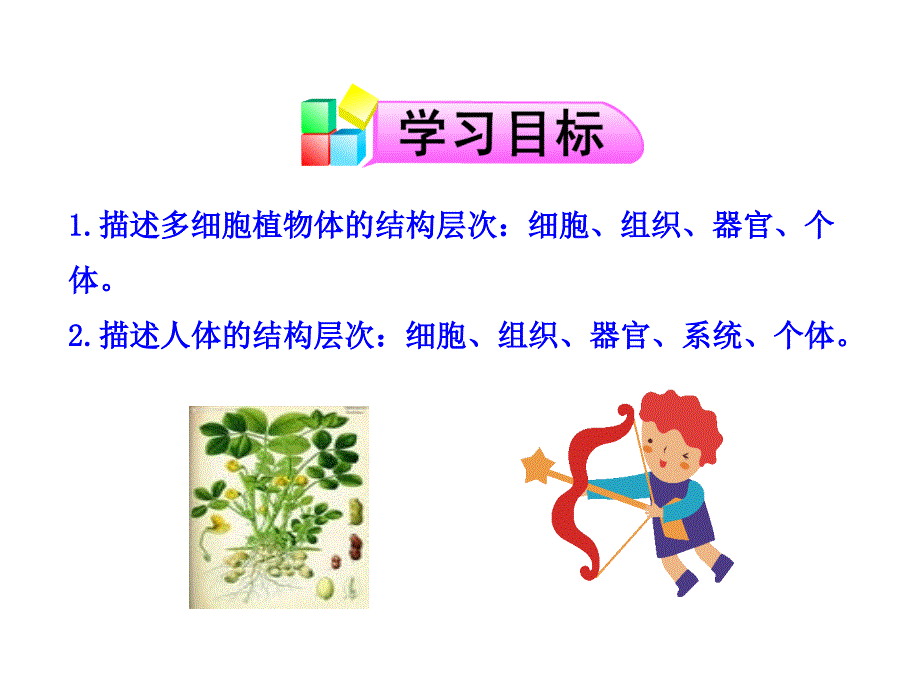 第二节多细胞生物体的组成讲解_第3页