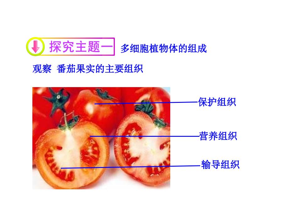 第二节多细胞生物体的组成讲解_第4页