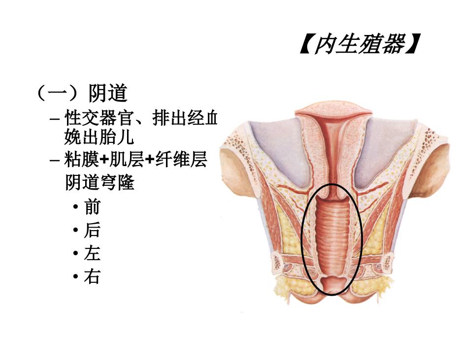 03-女性生殖系统解剖与生理_第4页
