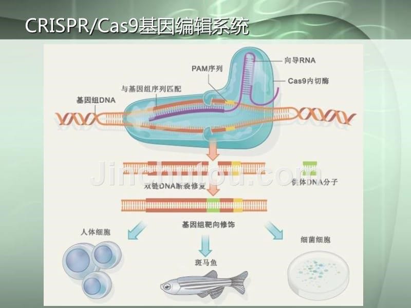 单核苷酸突变._第5页