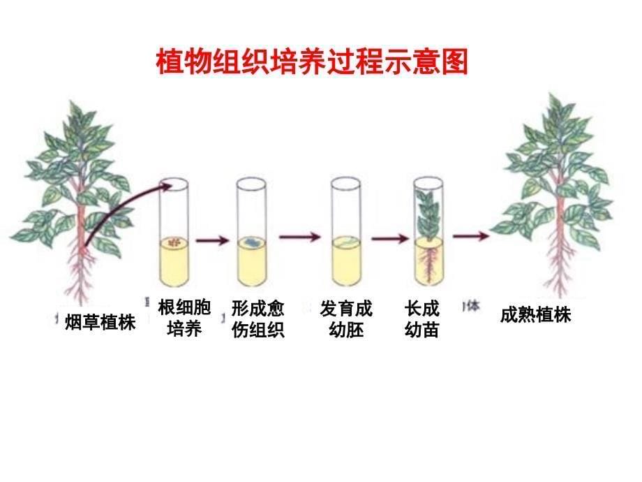 2013实验11植物的组织培养剖析_第5页