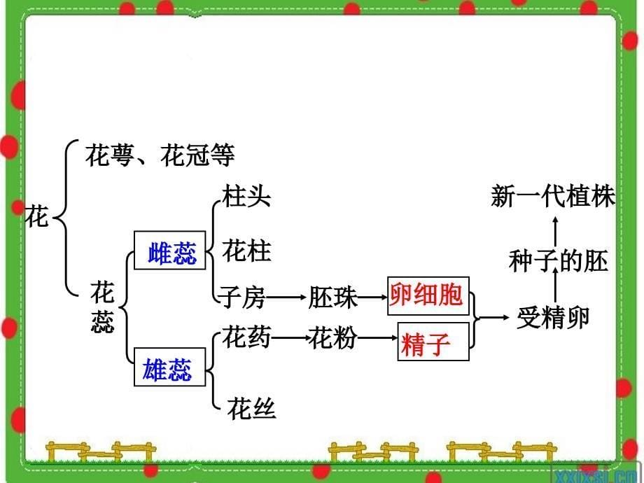 生物：绿色开花植物的一生复习课件(济南版八年级上)45概要_第5页