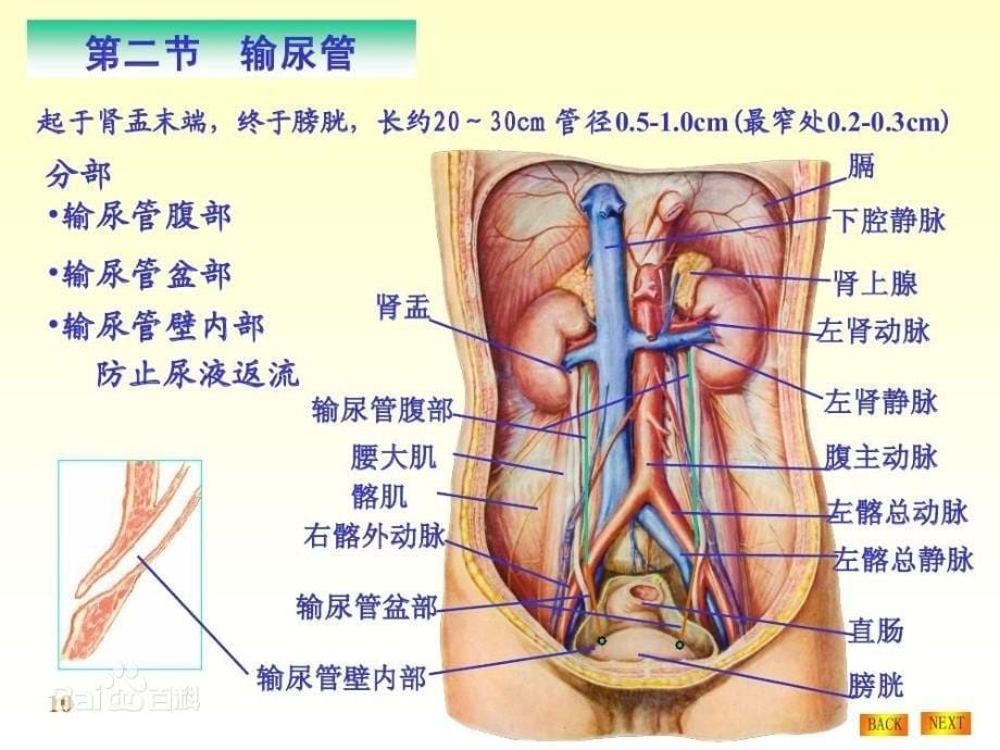 输尿管狭窄段切除与膀胱吻合术 手术配合_第5页