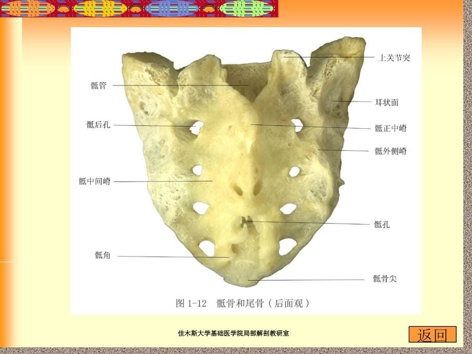 医学课件-医用局部解剖学-课件_2_第5页